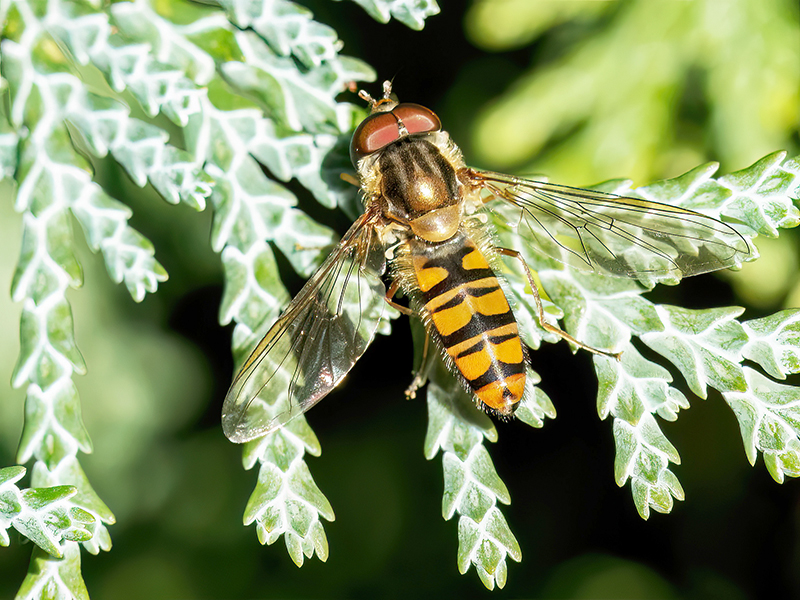 Episyrphus balteatus (Männchen)