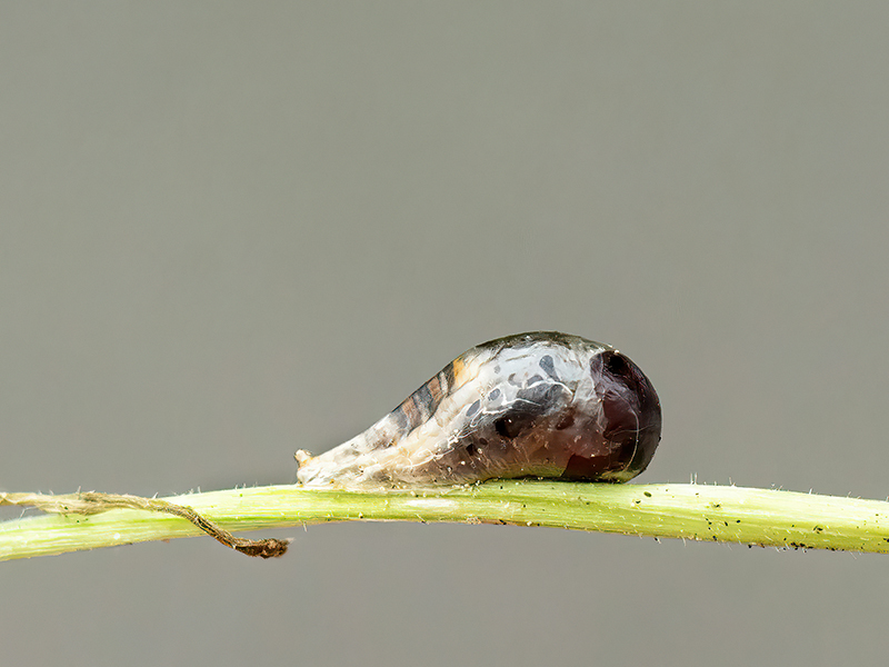 Episyrphus balteatus (Puppe)