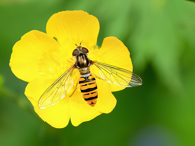 Episyrphus balteatus (Weibchen)