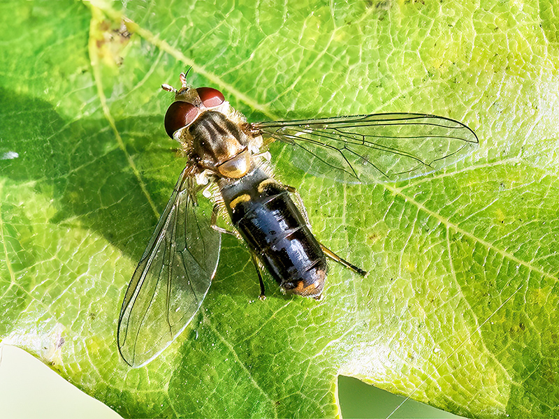 Episyrphus balteatus (Weibchen, dunkle Form)