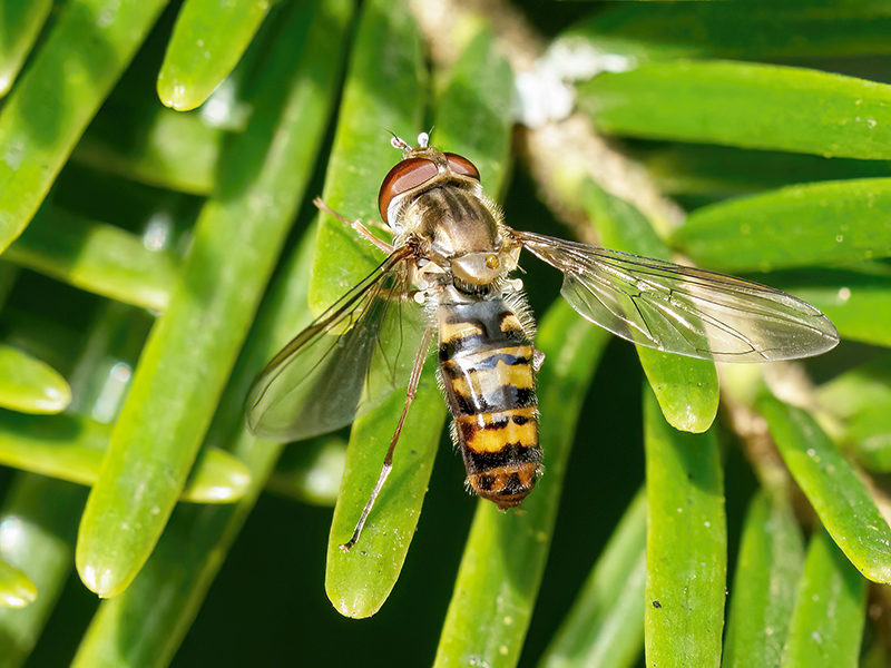 Episyrphus balteatus (Weibchen, Zeichnungsvariante)