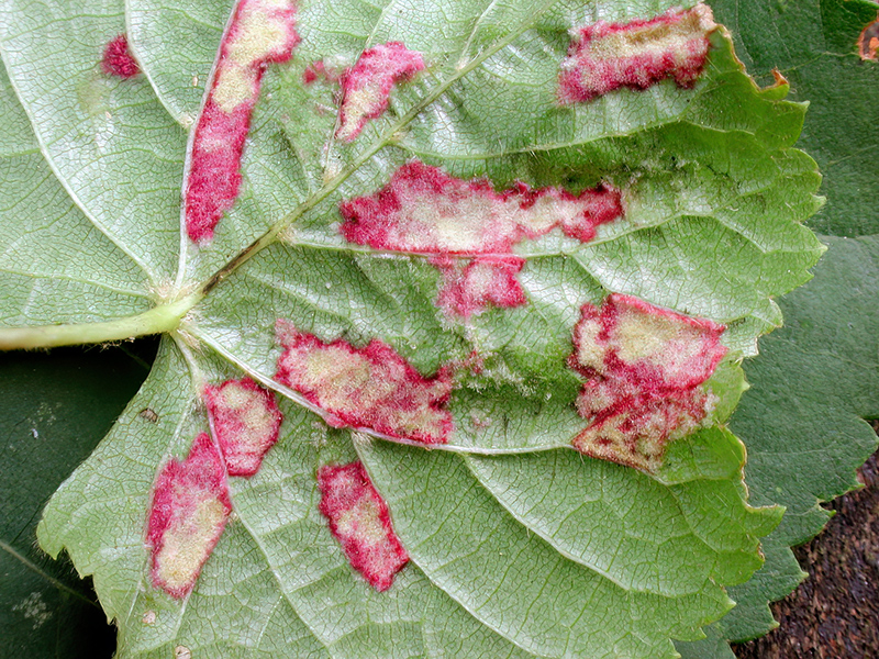 Eriophyes exilis