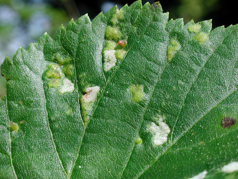 Eriophyes exilis