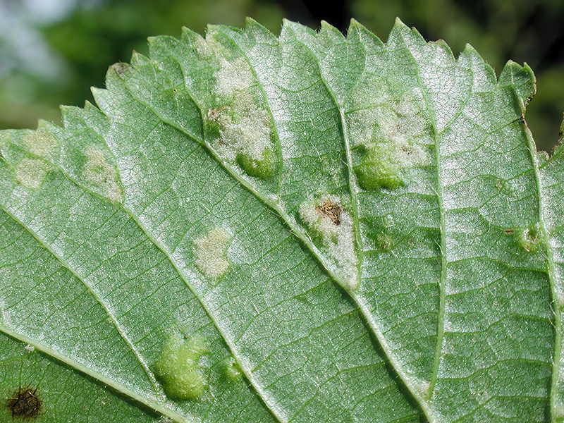 Eriophyes exilis