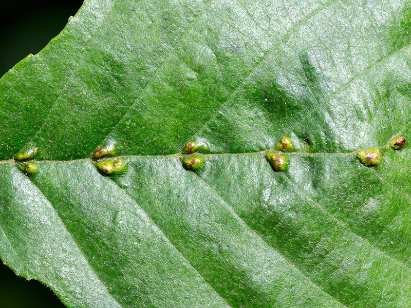 Eriophyes inangulis