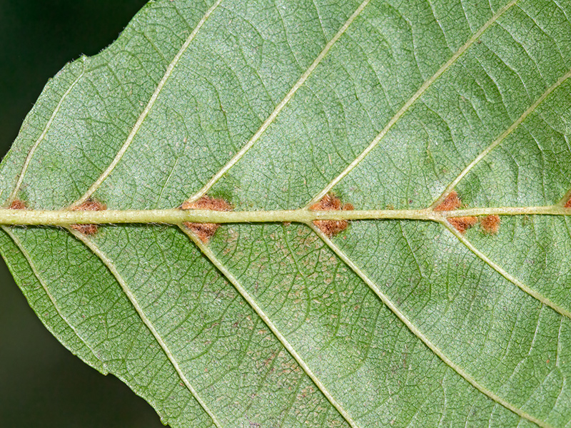Eriophyes inangulis