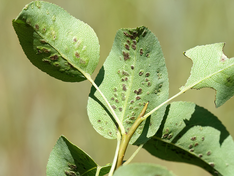 Eriophyes pyri