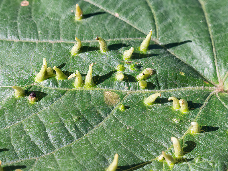 Eriophyes tiliae tiliae