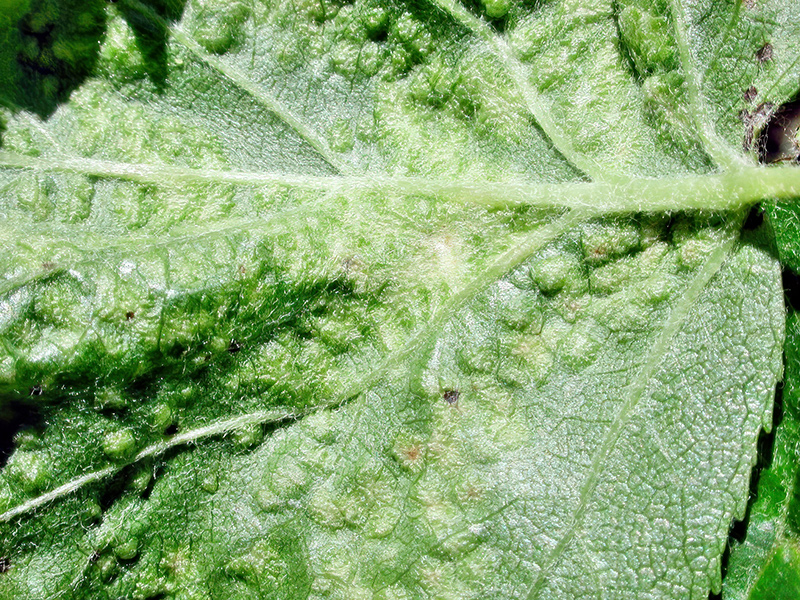 Eriophyes torminalis