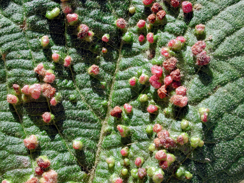 Eriophyes viburni