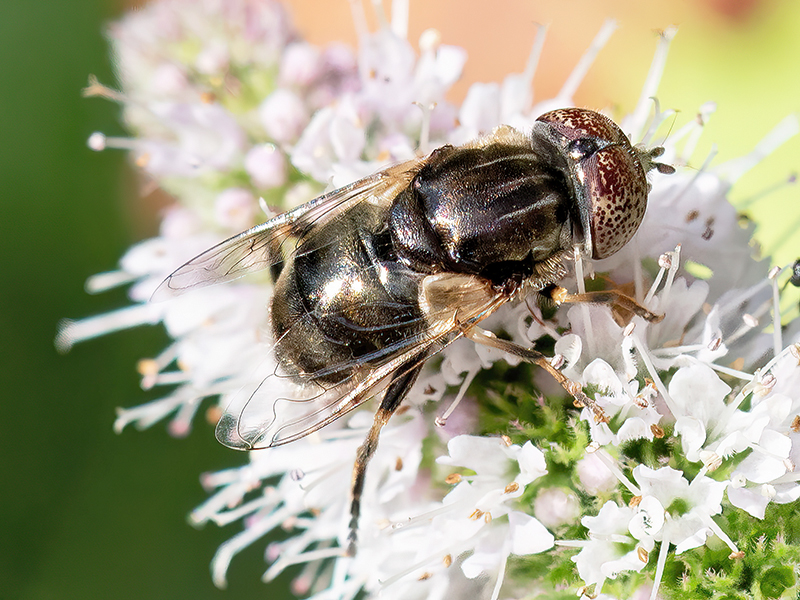 Eristalinus aeneus (Männchen)