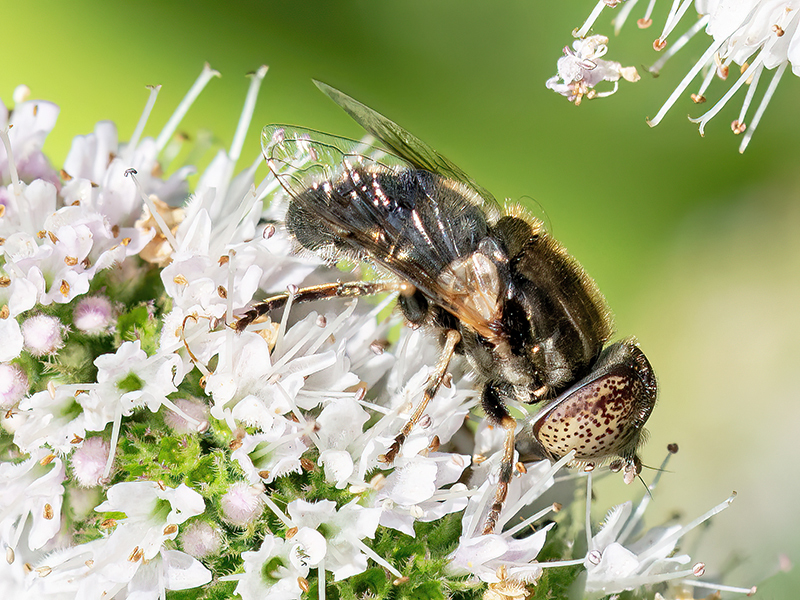 Eristalinus aeneus (Männchen)