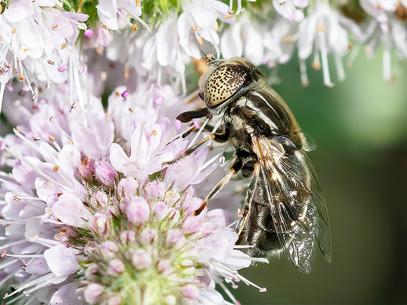 Eristalinus aeneus (Weibchen)
