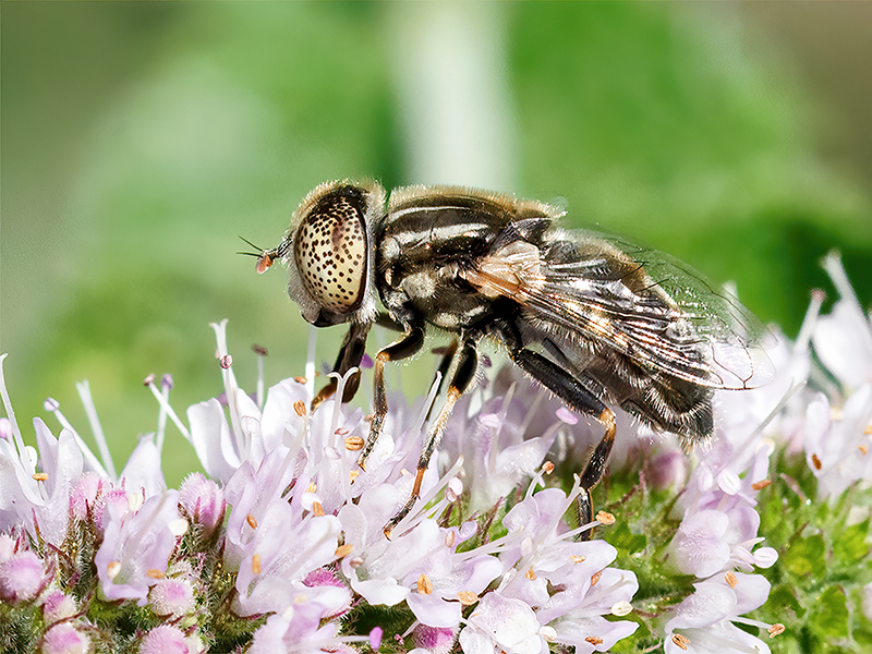 Eristalinus aeneus (Weibchen)