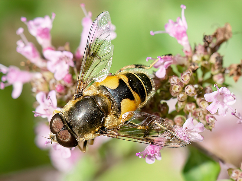 Eristalis lineata (Männchen)