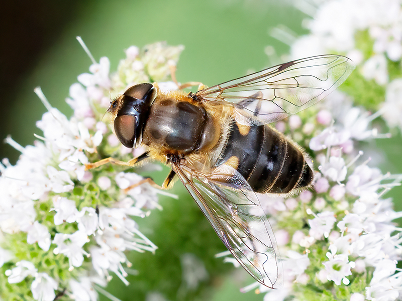 Eristalis pertinax (Weibchen)