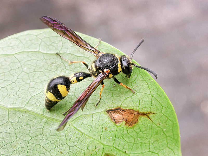 Eumenes coronatus