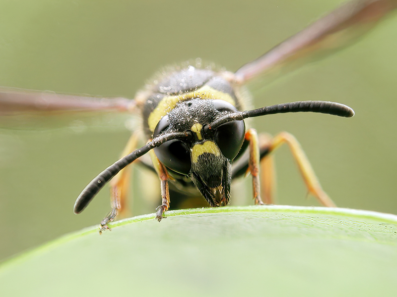 Eumenes coronatus