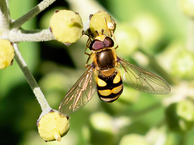 Eupeodes latifasciatus (Männchen)