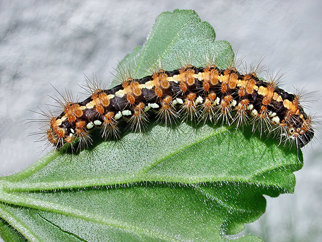 Euplagia quadripunctaria (Raupe)