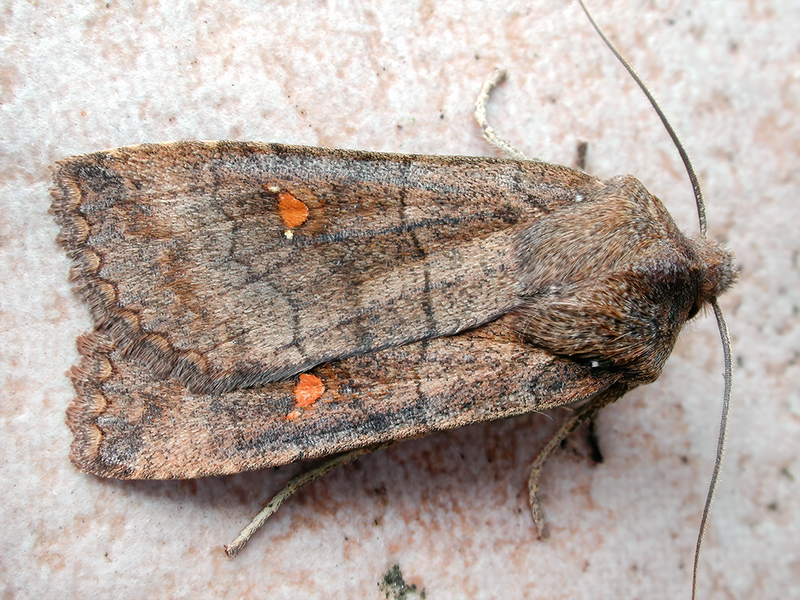 Eupsilia transversa