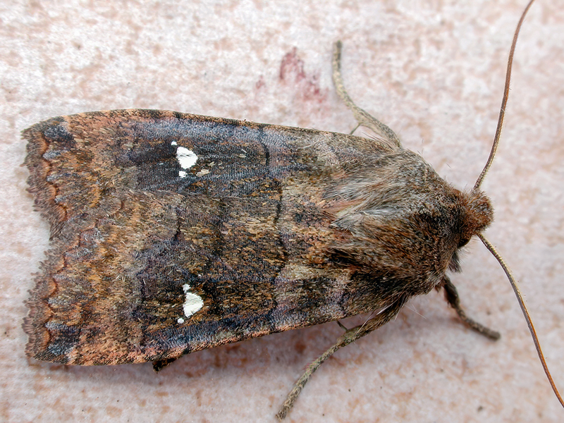 Eupsilia transversa