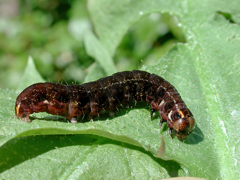 Eupsilia transversa (Raupe)