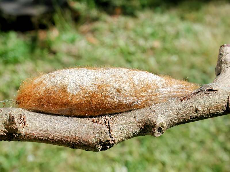 Euthrix potatoria (Kokon)