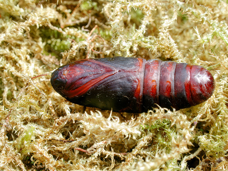 Euthrix potatoria (Puppe)