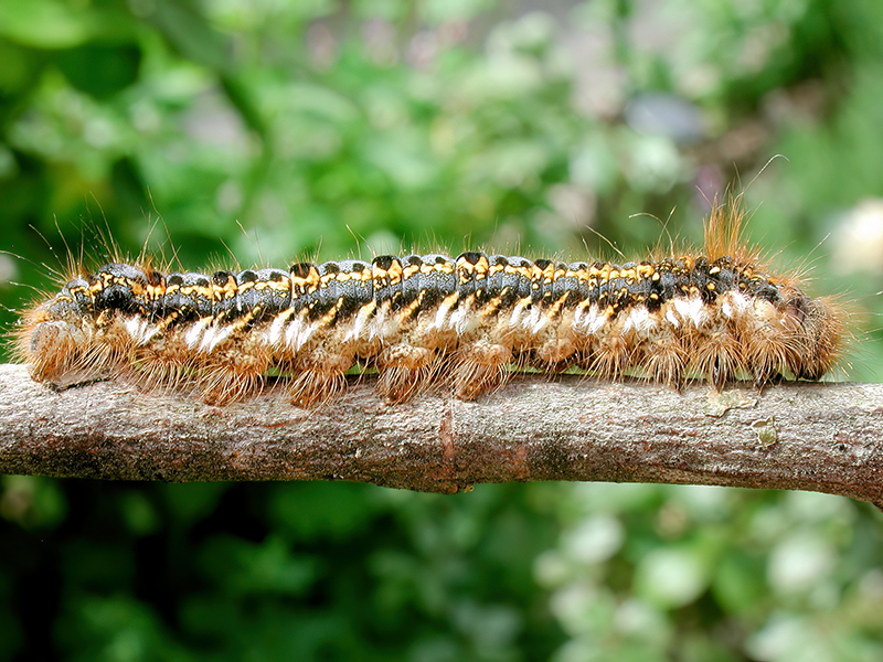Euthrix potatoria (Raupe)