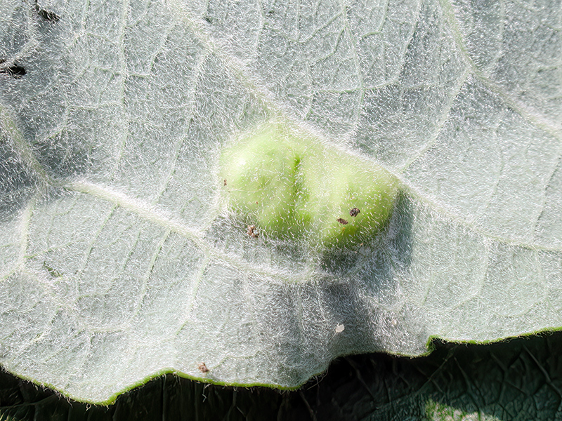 Euura bridgmanii
