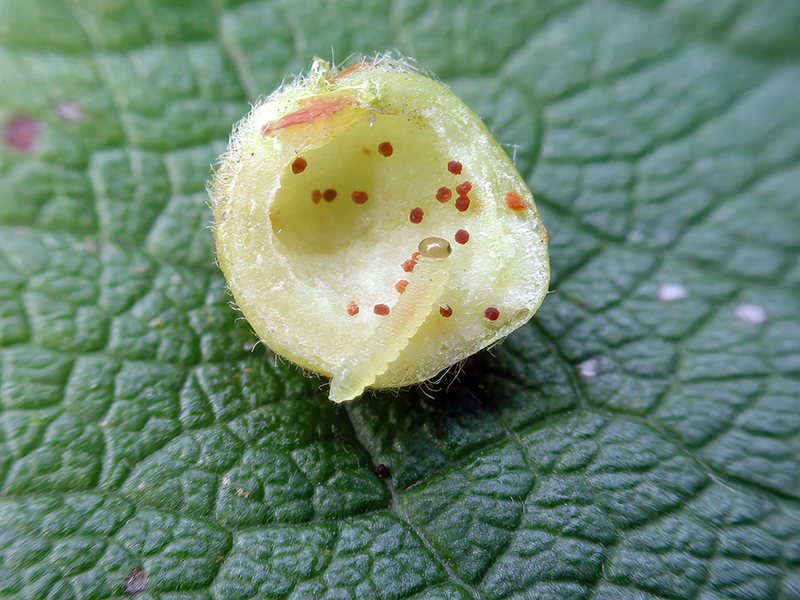 Euura gallarum (Larve)