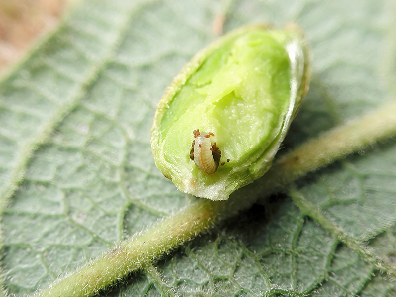 Euura gemmacinereae (Larve)