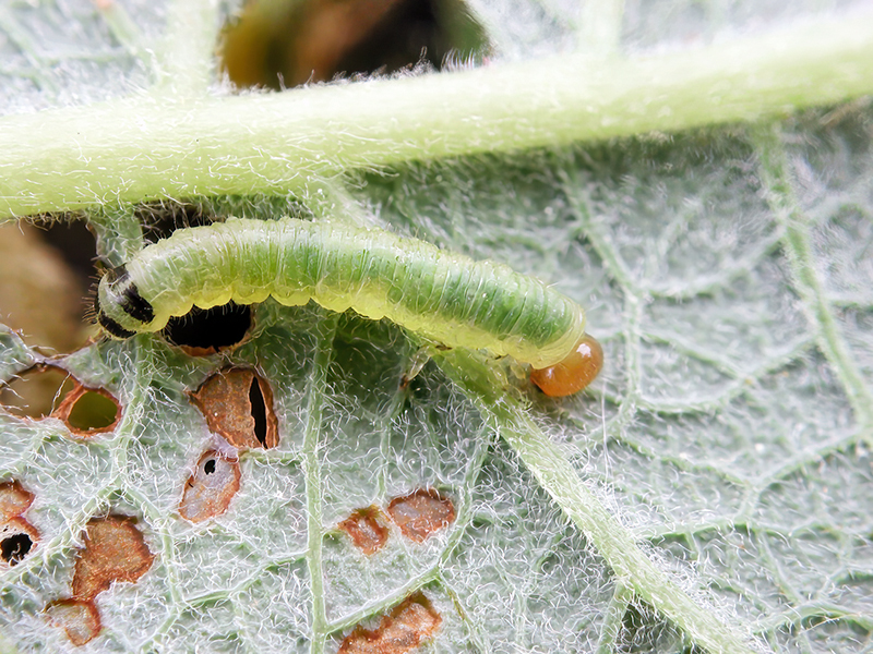 Euura leucosticta (Larve)
