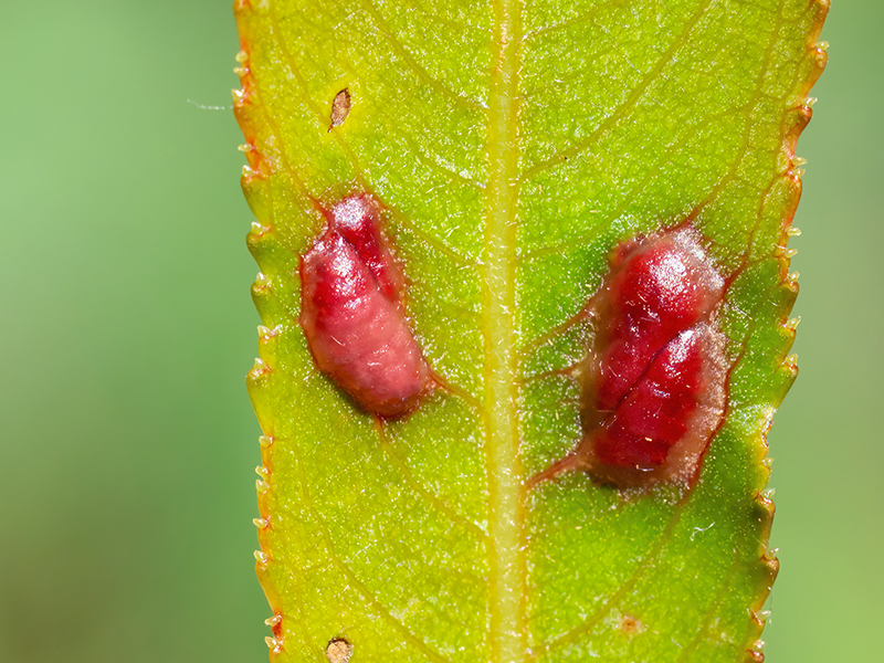 Euura proxima (an Salix fragilis)
