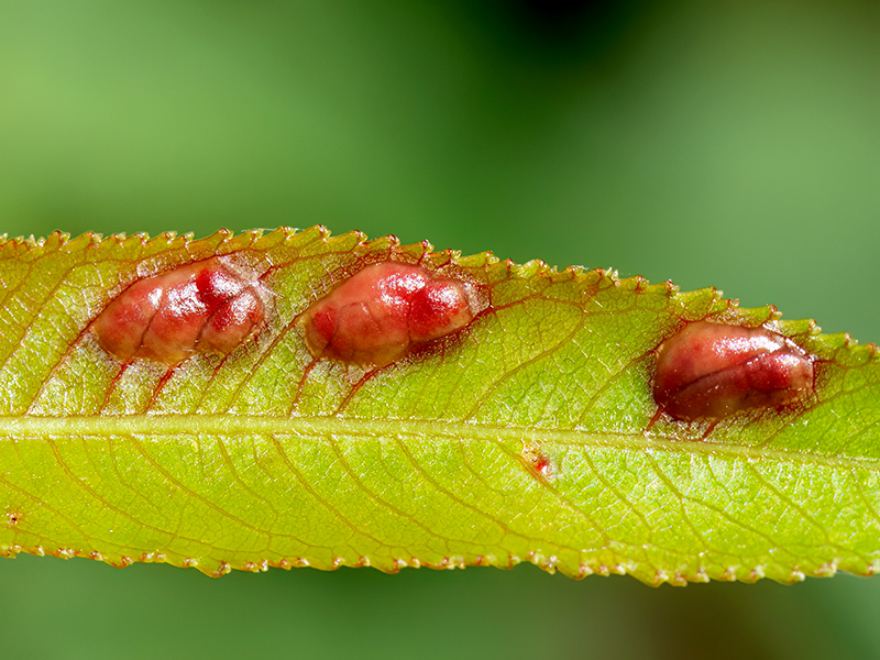 Euura proxima (an Salix fragilis)