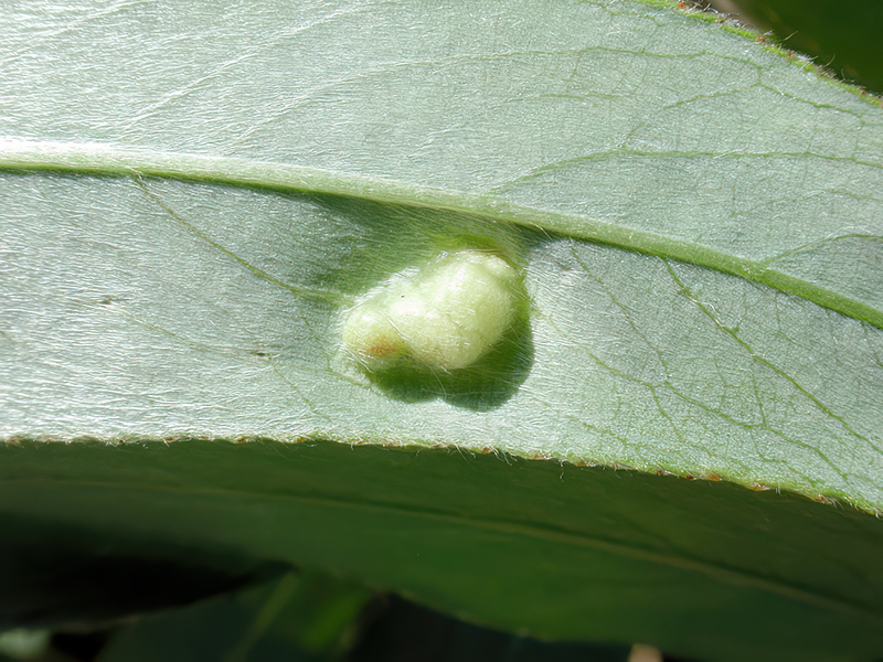 Euura proxima auf Salix alba
