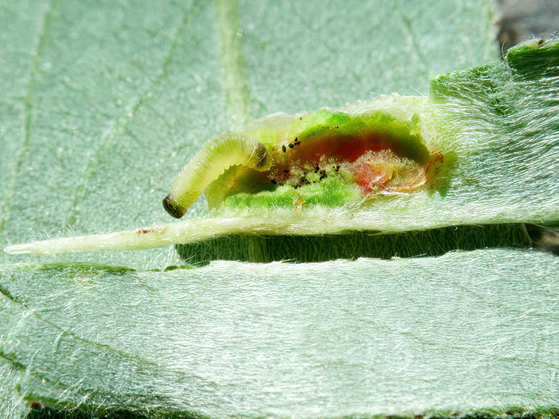 Euura proxima (Larve auf Salix alba)