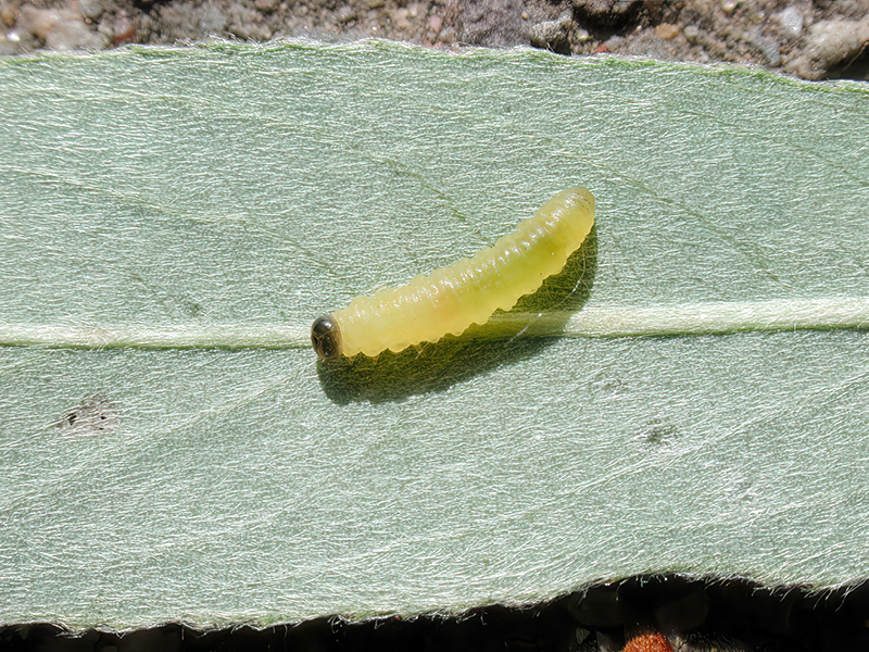 Euura proxima (Larve auf Salix alba)