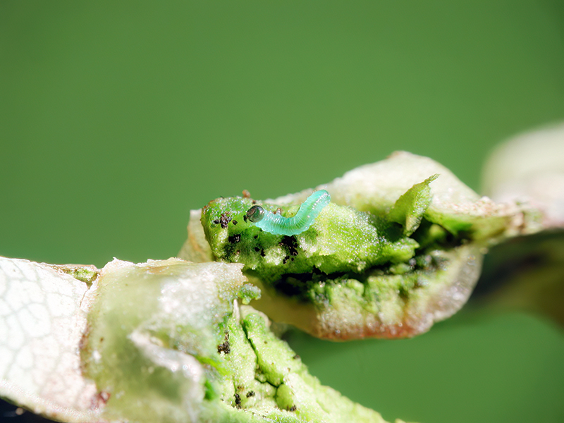 Euura proxima (junge Larve auf Salix fragilis)