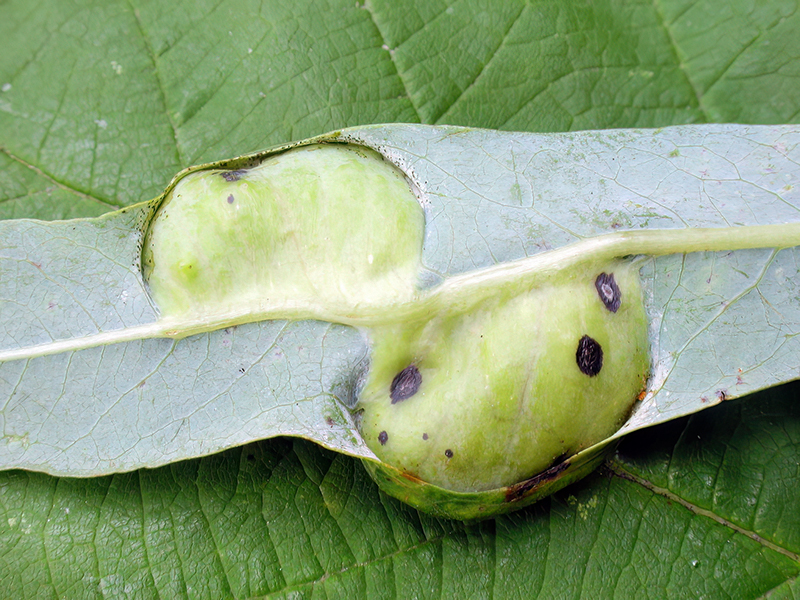 Euura vesicator