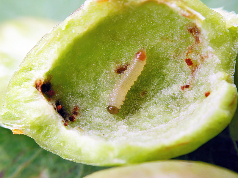 Euura vesicator (Larve)