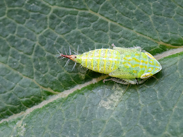 Fieberiella florii oder Fieberiella septentrionalis (Larve)