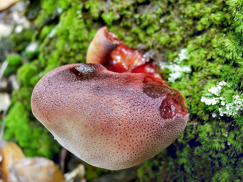 Fistulina hepatica