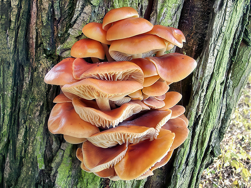 Flammulina velutipes