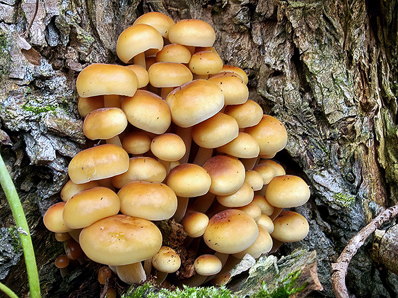 Flammulina velutipes