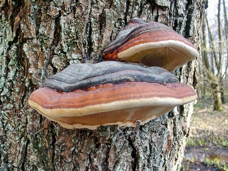 Fomitopsis pinicola