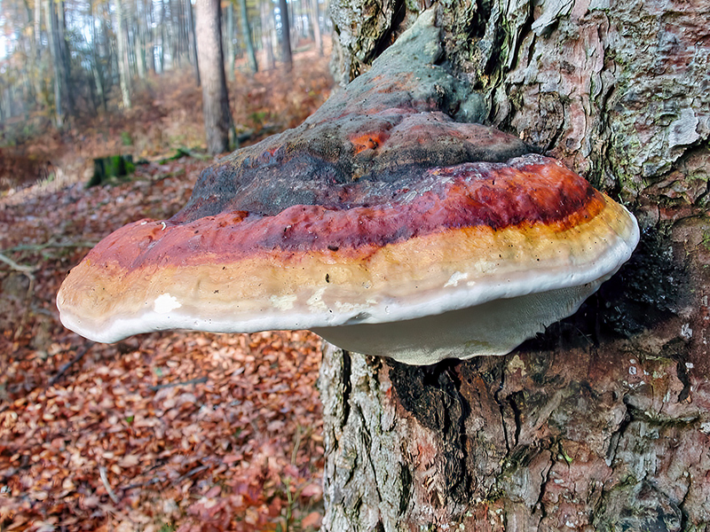 Fomitopsis pinicola