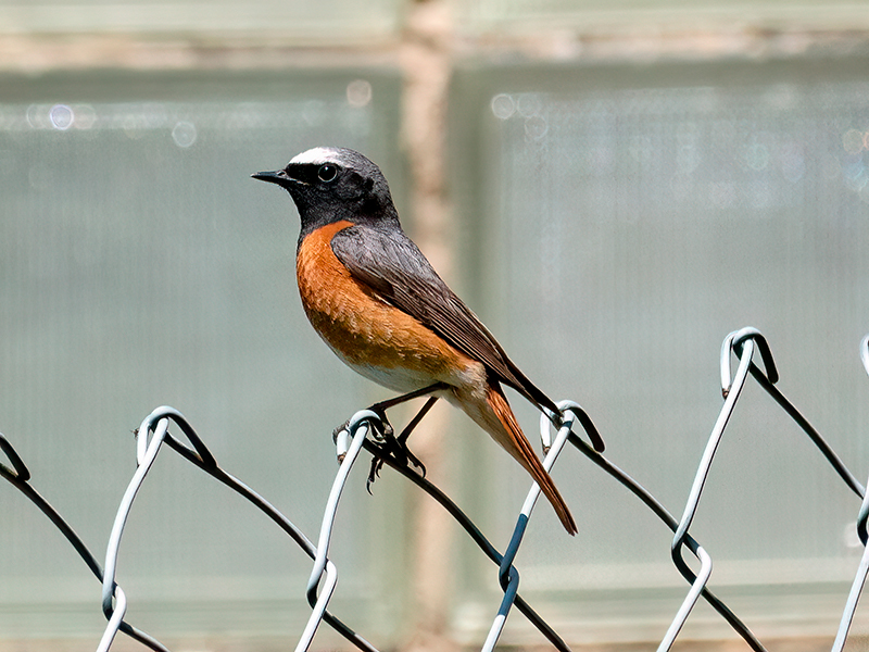 Gartenrotschwanz (Männchen)