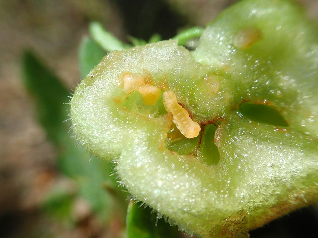 Geocrypta galii (Larven)
